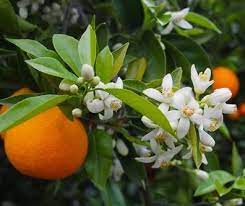 Hydrolat néroli bio (fleur d'oranger)